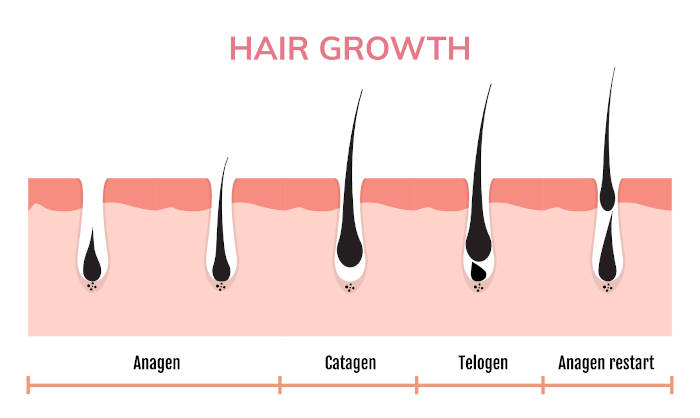 phases of hair growth diagram