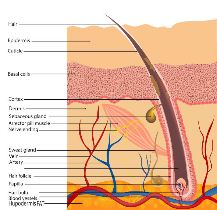 structure of hair diagram